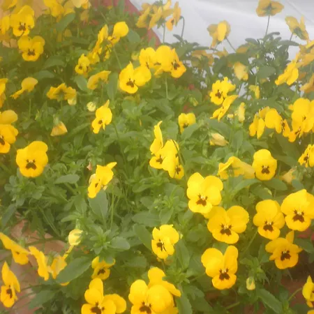 Severini 3* Morrovalle