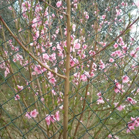 לינה וארוחת בוקר Severini 3*