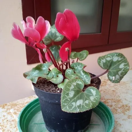 Severini Bed and Breakfast Morrovalle